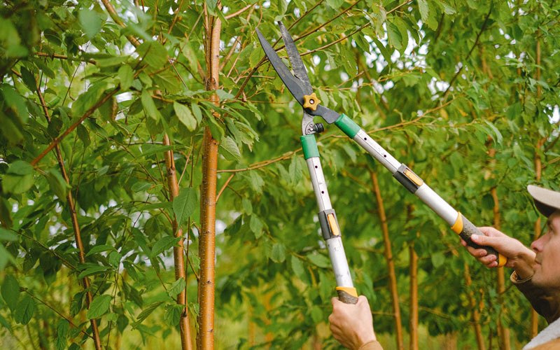 Tree trimming in Teeds Grove, IA